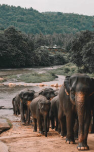 Aluguer de carros baratos em Sri Lanka